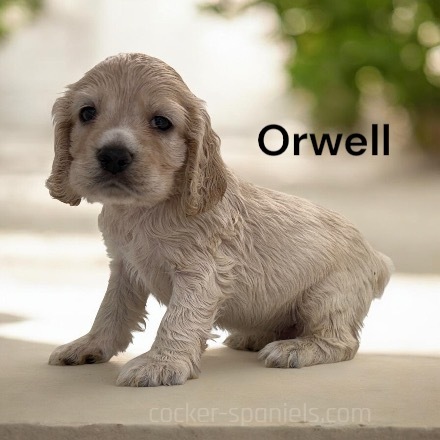 puppy, for, sale, Cocker Spaniel, Joe & Cherri  Overlease, dog, breeder, Miller, MO, dog-breeder, puppy-for-sale, forsale, nearby, find, puppyfind, locator, puppylocator, aca